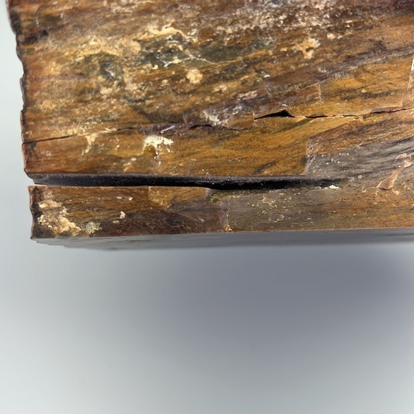 Petrified Wood - Picture 11 of 11